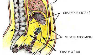 graisse abdominale