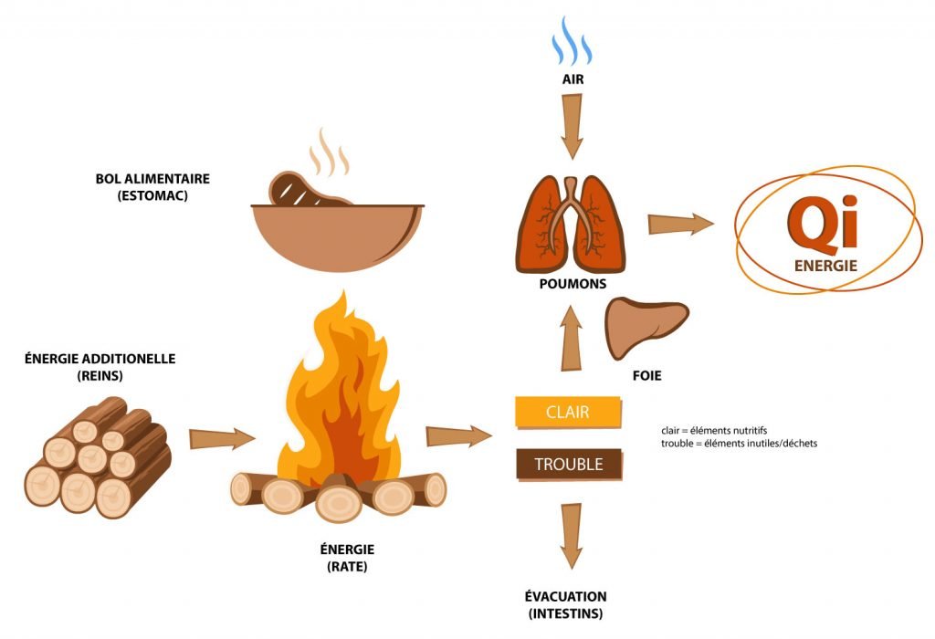 schéma de l'appareil digestif médecine chinoise